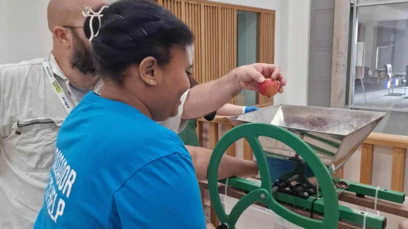 Student and staff participating in crushing apples to make apple juice